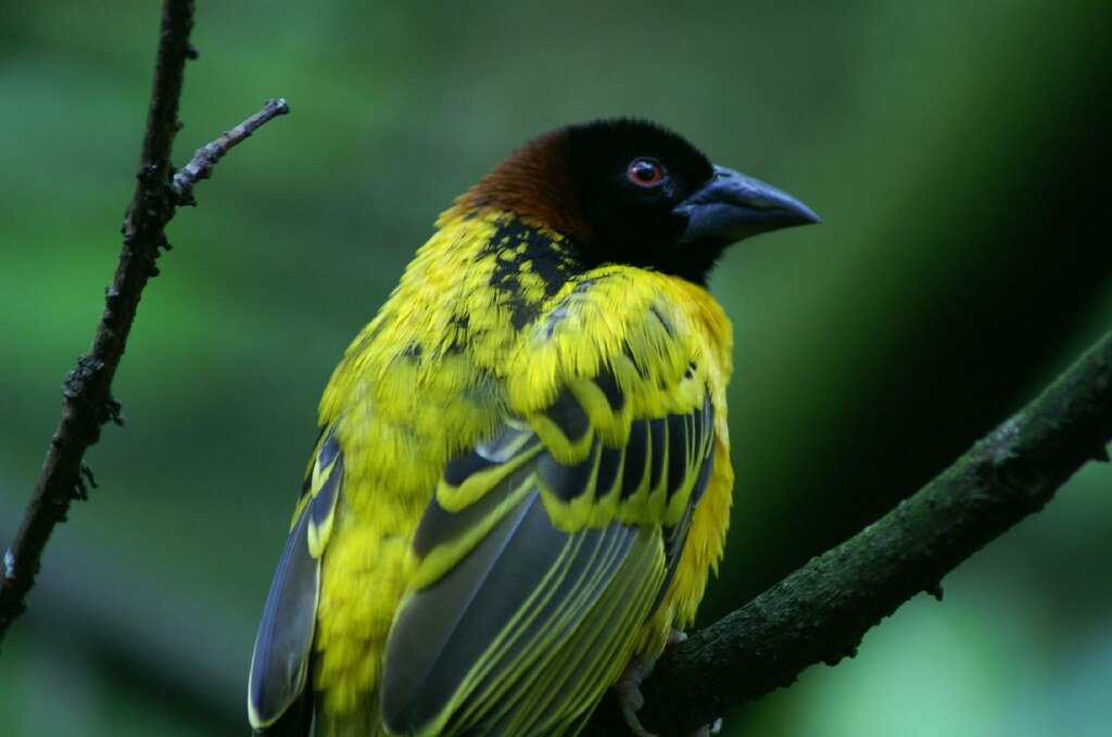 Yellow Bird Yellow bird, up high in banana tree. Yellow bi… Flickr