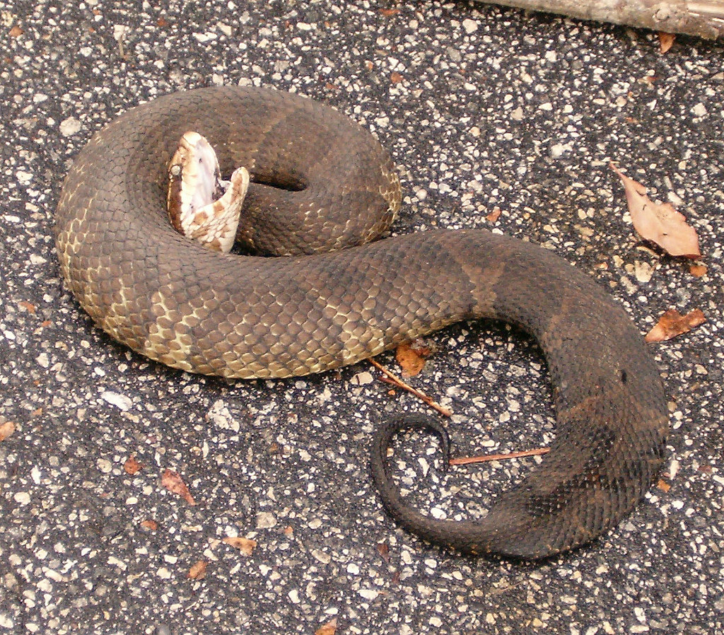 Another Cottonmouth Agkistrodon piscivorus Near Gainesvill… Flickr