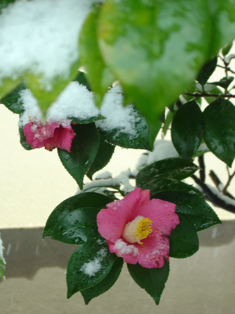 Camellia with snow These types of scenes are some of my fa… Flickr