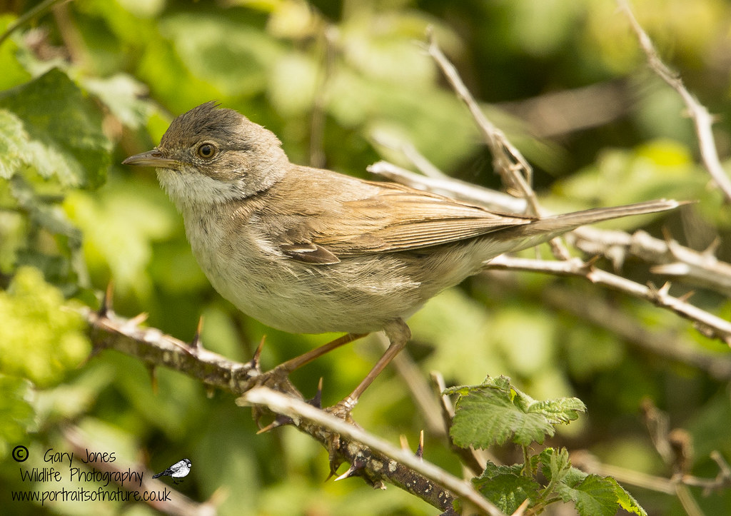 _DSC29512 Gary Jones Flickr