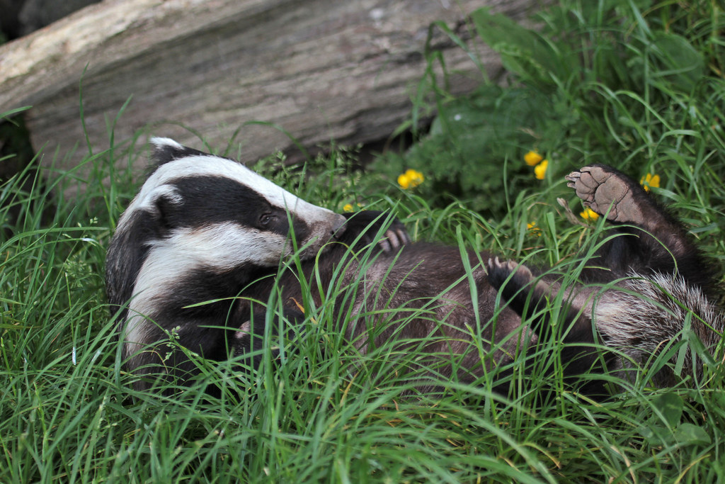Badger (1) "Can you tickle my tum?" As we all know badgers… Flickr