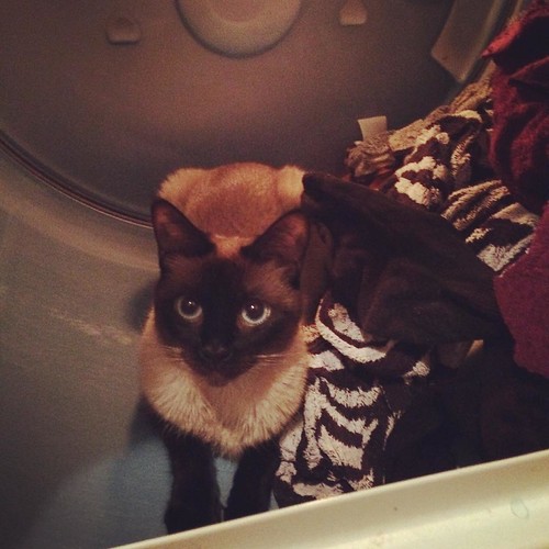 Cat in Dryer Our Siamese cat, Coco, went in the dryer with… Flickr