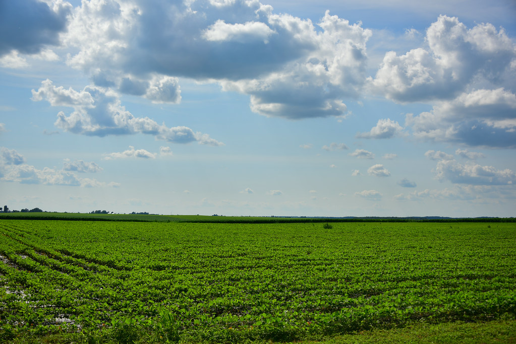 Farmland in Illinois 201506 Route 66 Road Trip 382 DiAnn L'Roy