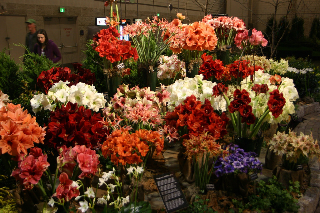 Jacques Amand, The Bulb Specialists Fiore Di Primavera A c… Flickr