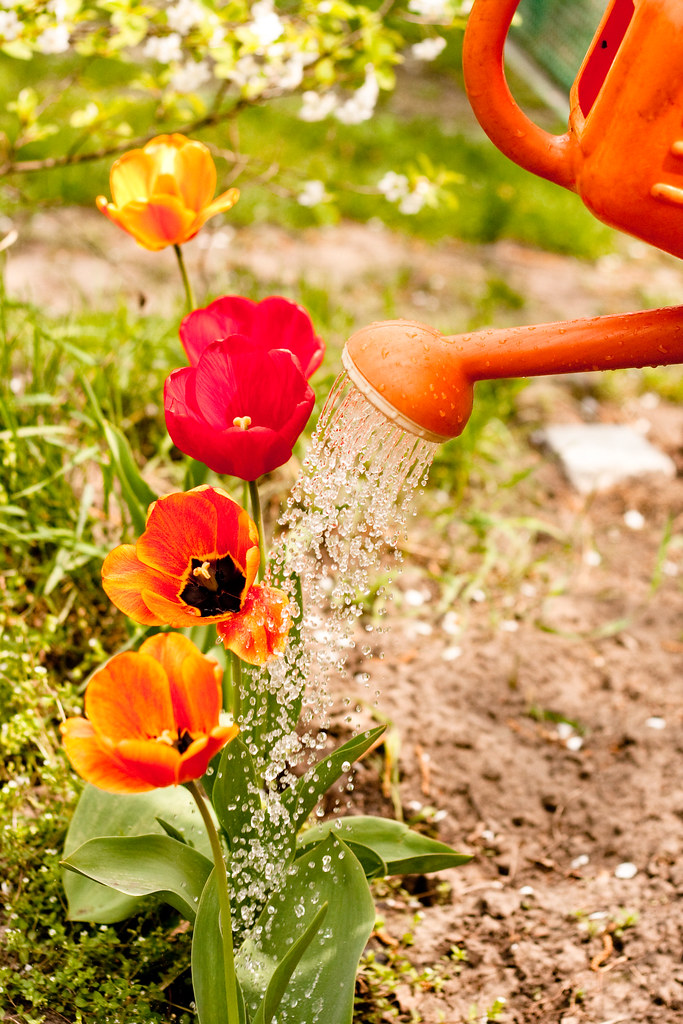 Day 61 Watering tulips Watering tulips at my dacha. Flickr