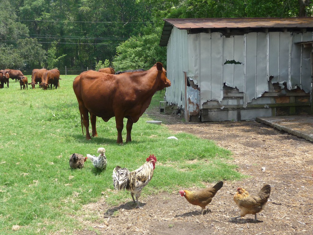 cows and chickens Altamaha Riverkeeper Flickr