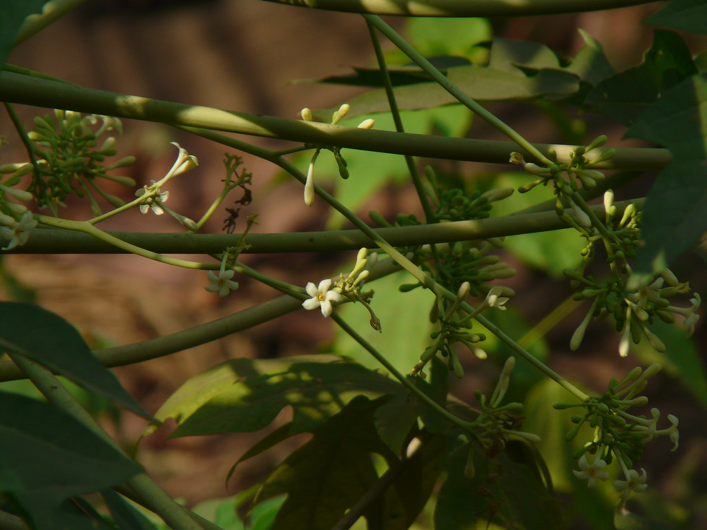 Papaya (Kannada ಪಪಾಯ) Caricaceae (carica family) » Carica… Flickr