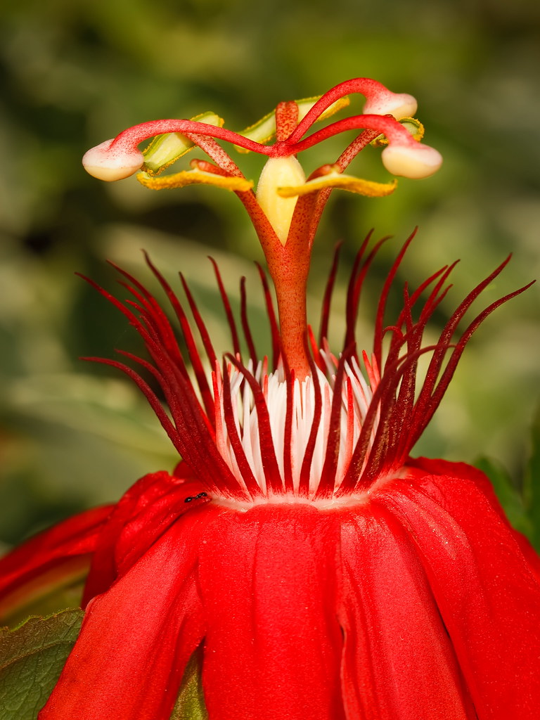 Red Passion Vine Bloom at Zilker Botanical Gardens, Austin… Flickr
