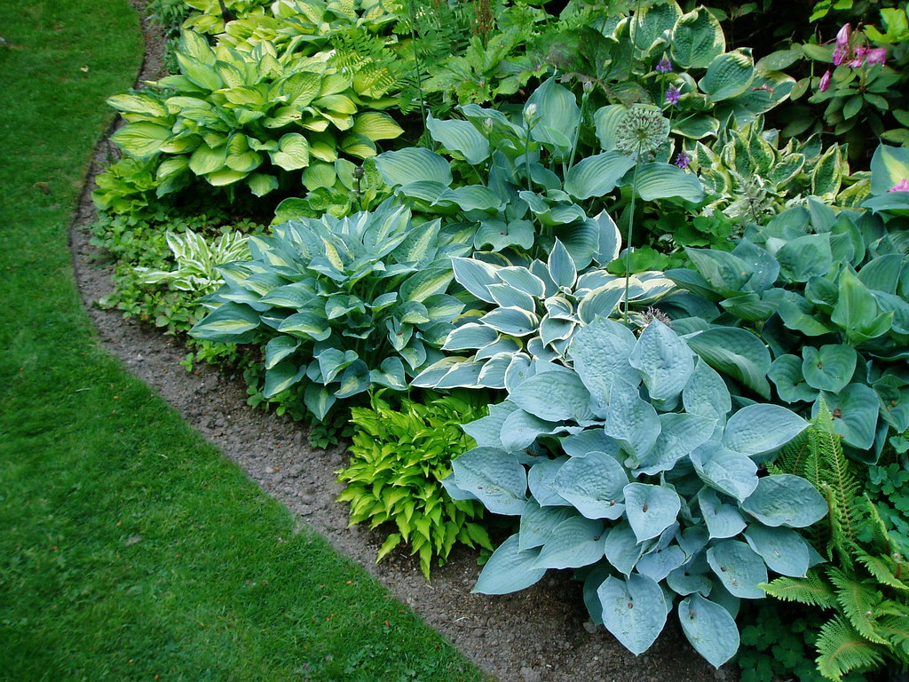 Hosta Beds RHR Horticulture Flickr
