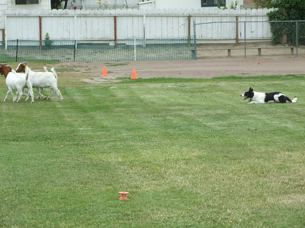 Dog Days of Hollister 2009 072 Dog Days of Hollister May… Flickr