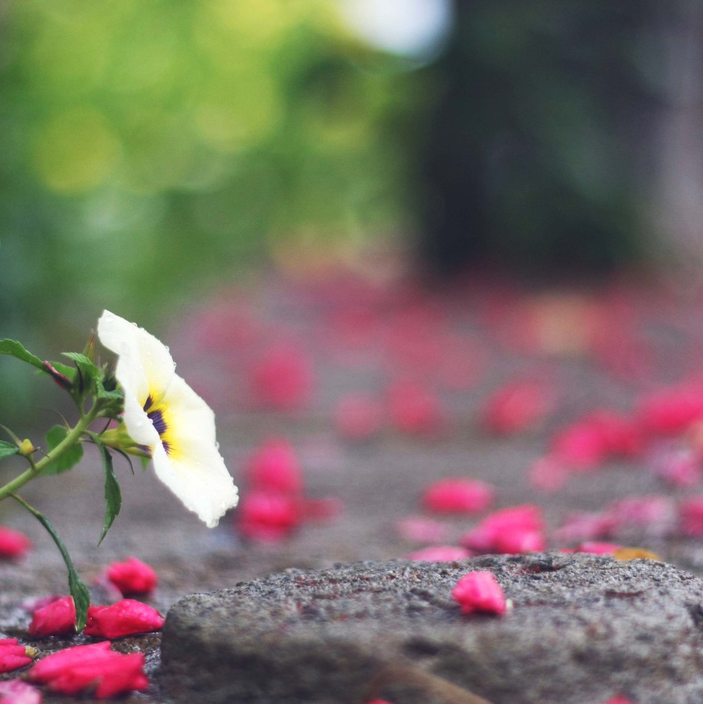 flowers grow out of dark moments... Corita Kent *Cora Flickr