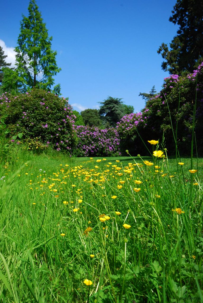 Harcourt Avenue true2source Flickr