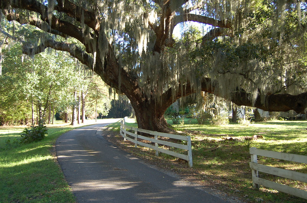Old country road, Magnolia Plantation, Charleston, South C… Flickr