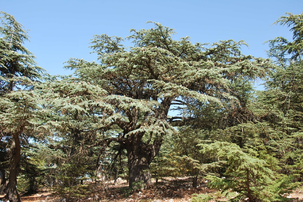 Cedar of Lebanon 1 Scientific name = Cedrus libani 2