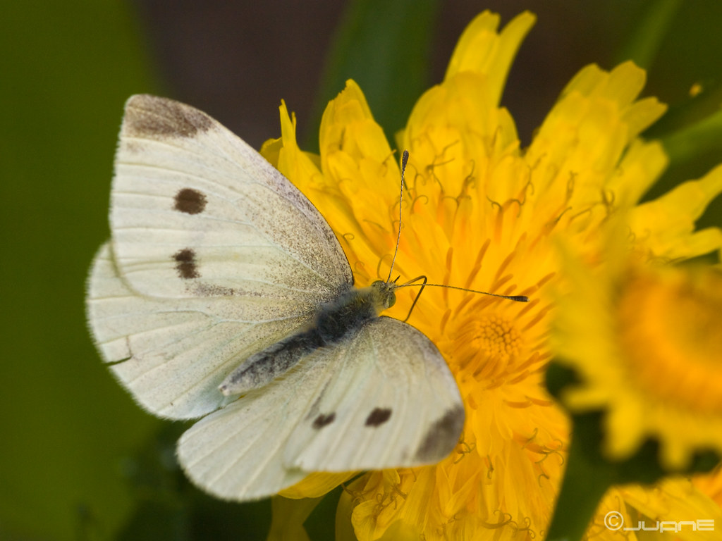 Cabbage White (Butterflies of Oakland County, MI) · iNaturalist
