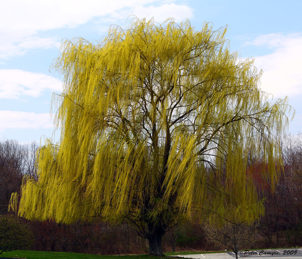 Weeping Willow In The Wind, East Longmeadow, Ma. The wind … Flickr