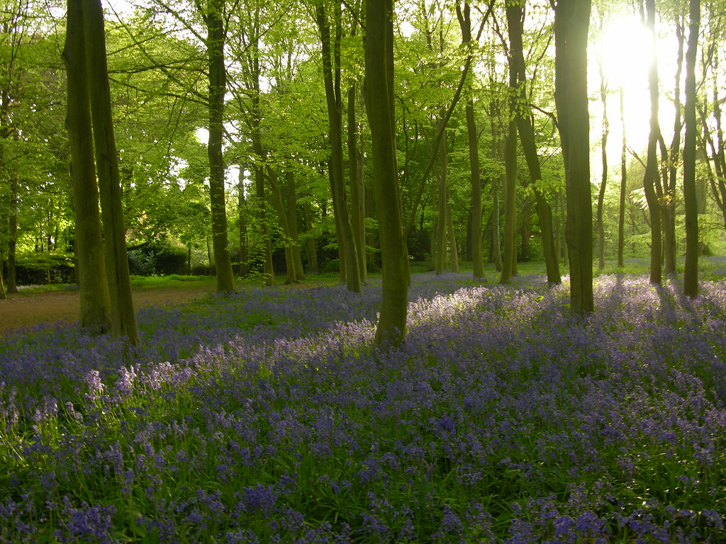 Beech wood and bluebells Badbury Clump, near Faringdon. Flickr