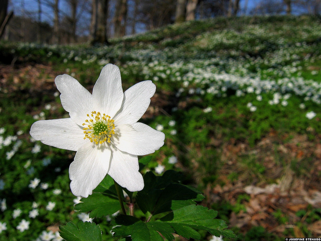 20060505_01 European wood anemones (Anemone nemorosa) near… Flickr