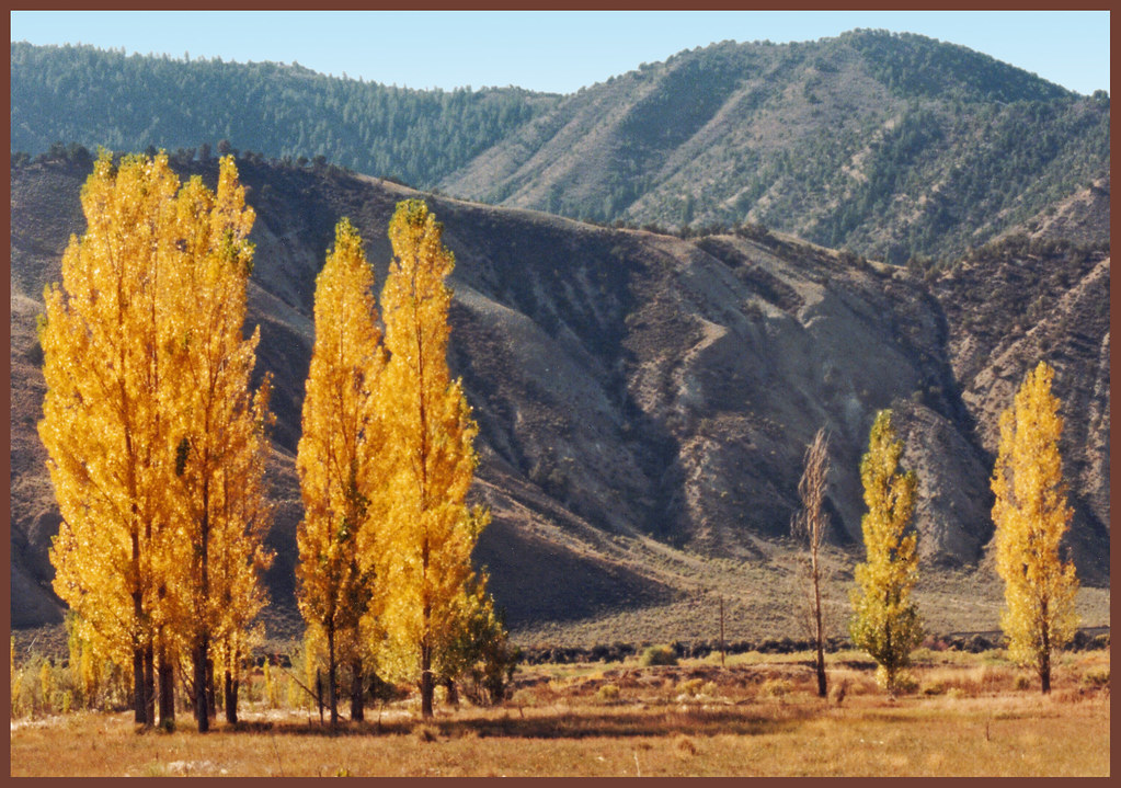 Fall Cottonwoods Dotsero, Colorado (CO) Some really vivid… Flickr