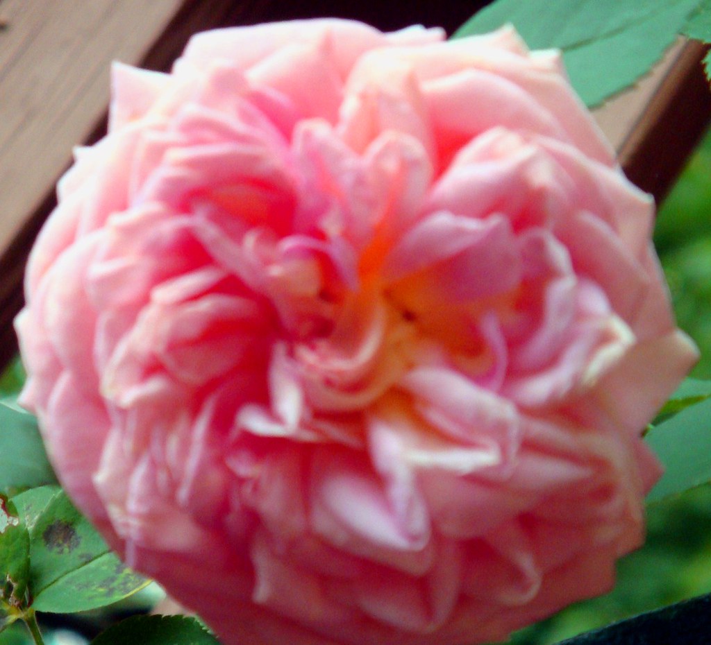 Mothers Day Rose Remake In the Herbal Treasures Garden Flickr