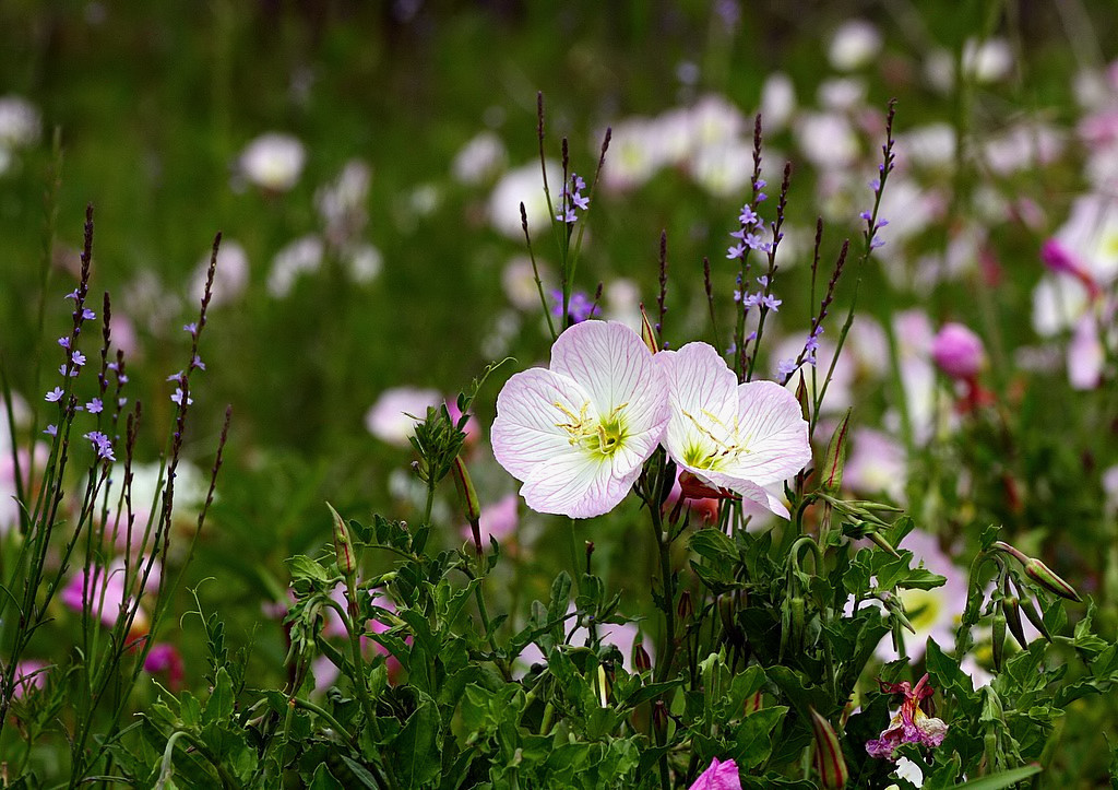 Wildflowers A meadow of wildflowers near Grapevine Lake in… Flickr
