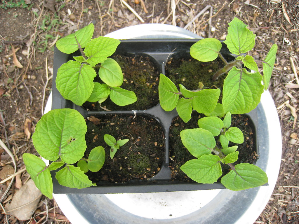 IMG_6467 The Garden 06Jun09. The pineapple tomatillo seed… Flickr