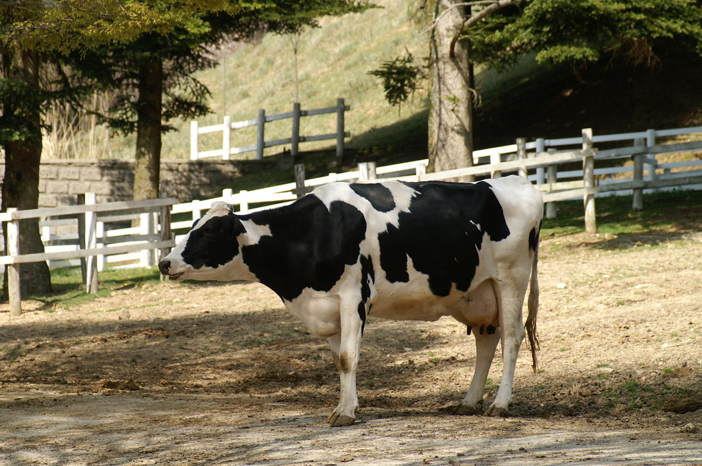 Holstein Cattle Rokkosan Pasture a photo on Flickriver