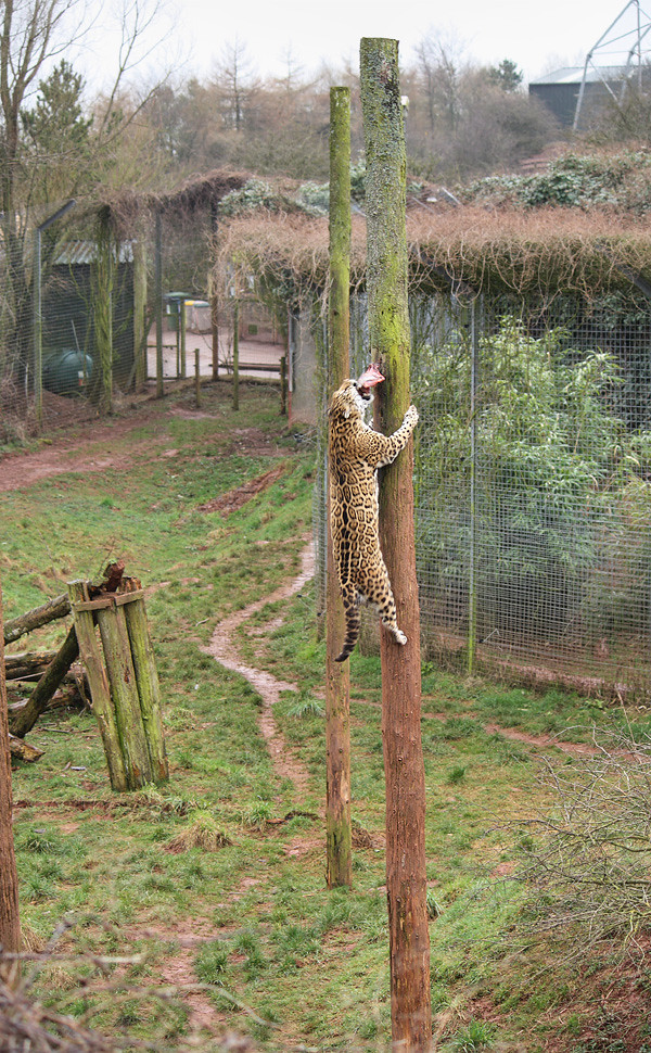 Jaguar feeding at South Lakes Wild Animal Park, Daltonin… Flickr