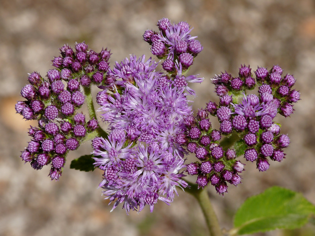 Vernonia species 1 Asteraceae South Africa Shown Flat … Flickr