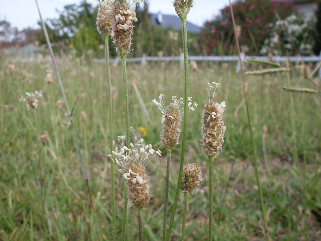 Lamb's tongue Peculiarly named Lamb's tongue (Plantago lan… Flickr