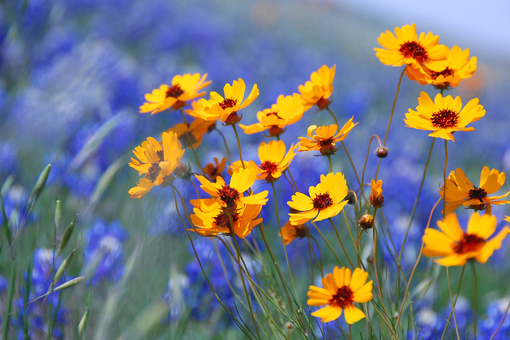 Texas wildflowers My husband took this today, and I think … Flickr
