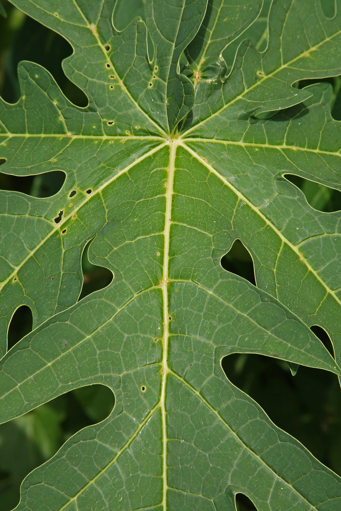 Close up of plant leaf Plant leaf. Sri Lanka. Photo Simon… Flickr