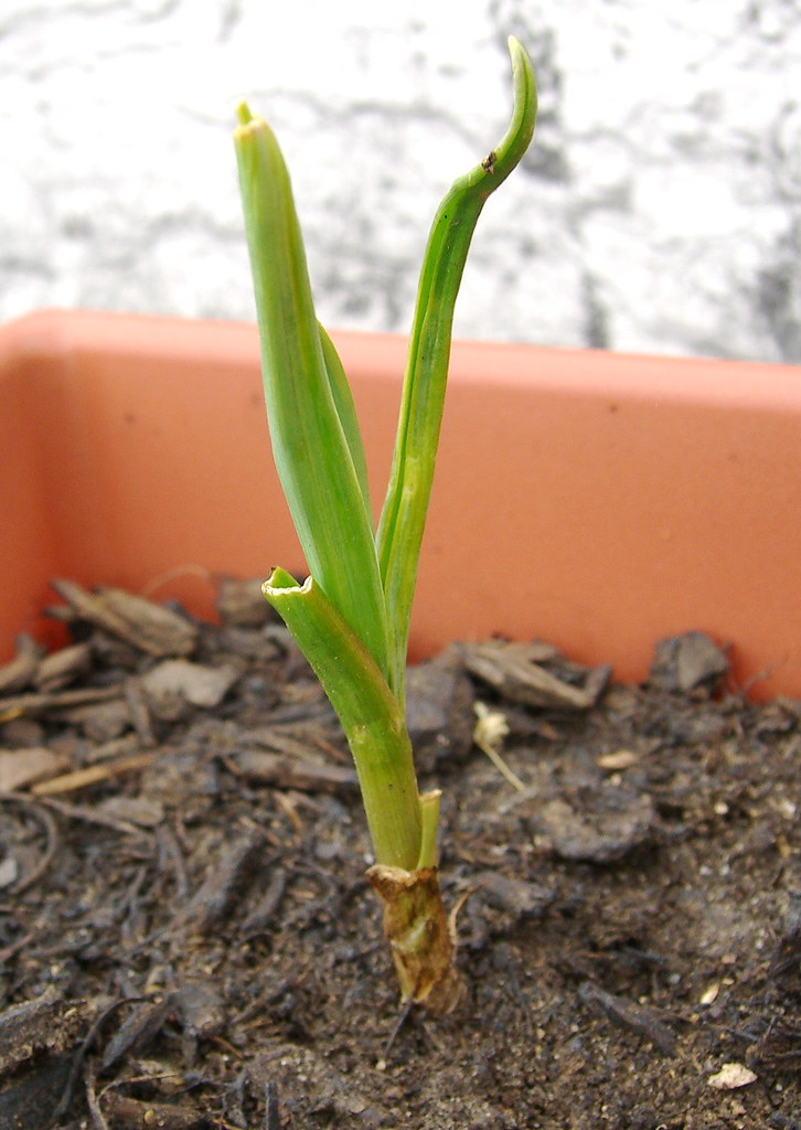 Garlic! Sprouted from a clove that had gone a bit green in… Flickr