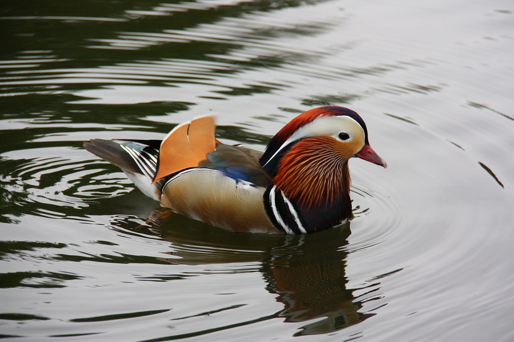 Mandarin Duck Mandarin Duck at Hampstead Heath in London, … Flickr