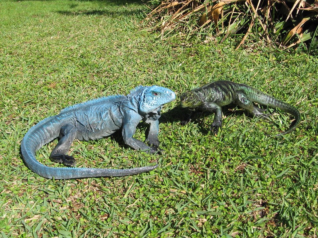BLUE IGUANA AND A ROCK IGUANA The blue iguana was killed b… Flickr