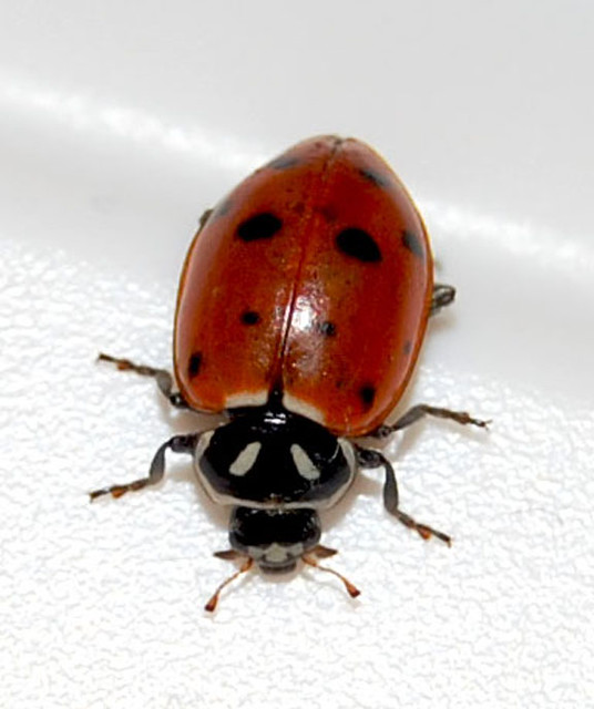 Lady bug in my room ruth_doyle Flickr