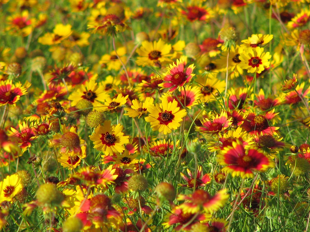 Texas Roadside Wildflowers, Golden Tickseed and Indian Blanket Flowers