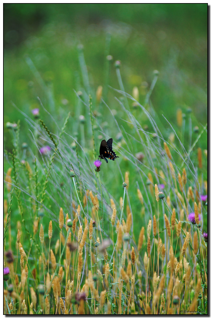 Popping Thistles Texas Wildflowers More Texas wildlowers … Flickr