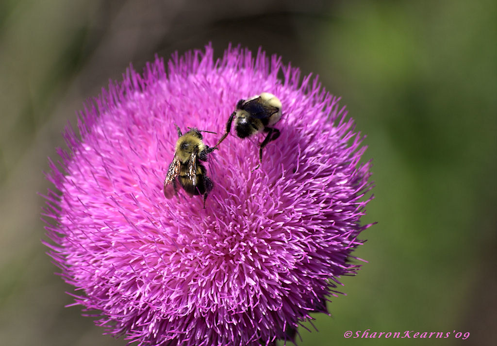 High 5! 2 bees on a thistle flower at Sandy Bottom Nature … Flickr