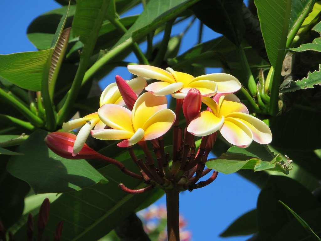 'Lei Rainbow' Plumeria flower stalk 'Lei Rainbow' Plumeria… Flickr