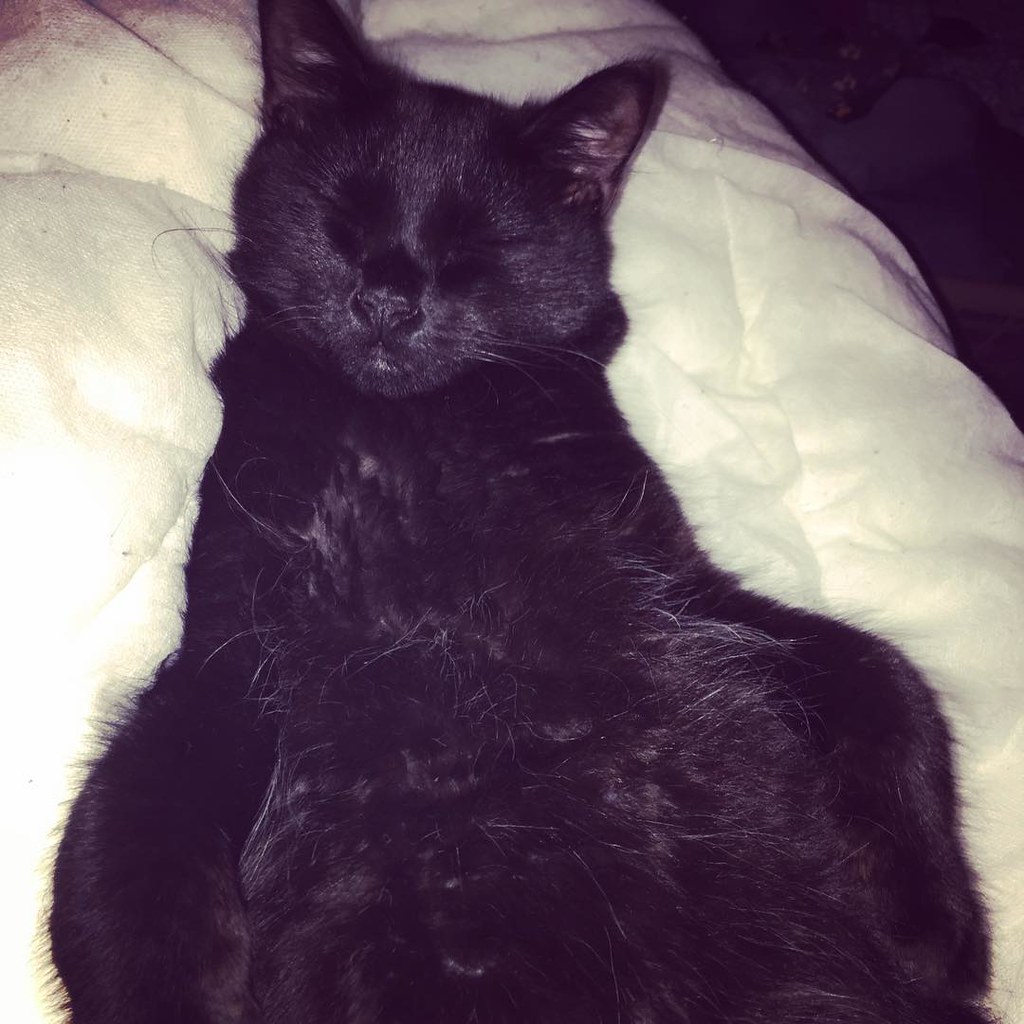 My cat sleeps on his back weirdo! sleeping cat miloslee… Flickr