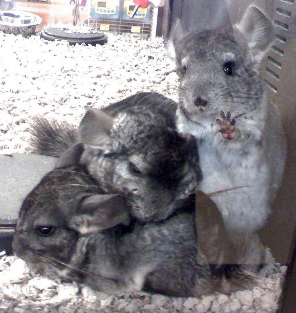 chinchillas, at Petsmart pixiemancuso Flickr