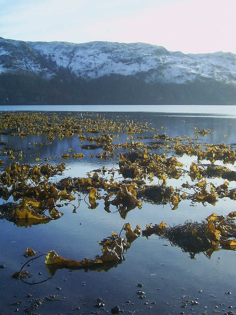 Kelp bed at low tide It's been sunny and cold but no rain … Flickr