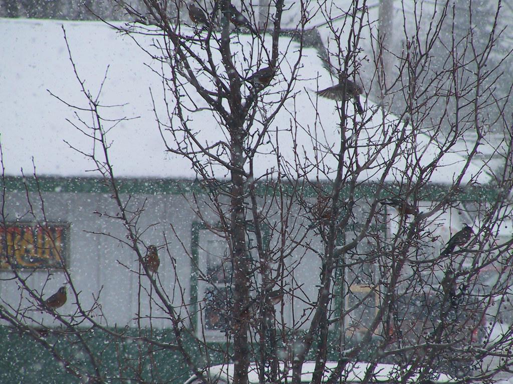 Robins in January in Michigan Flickr