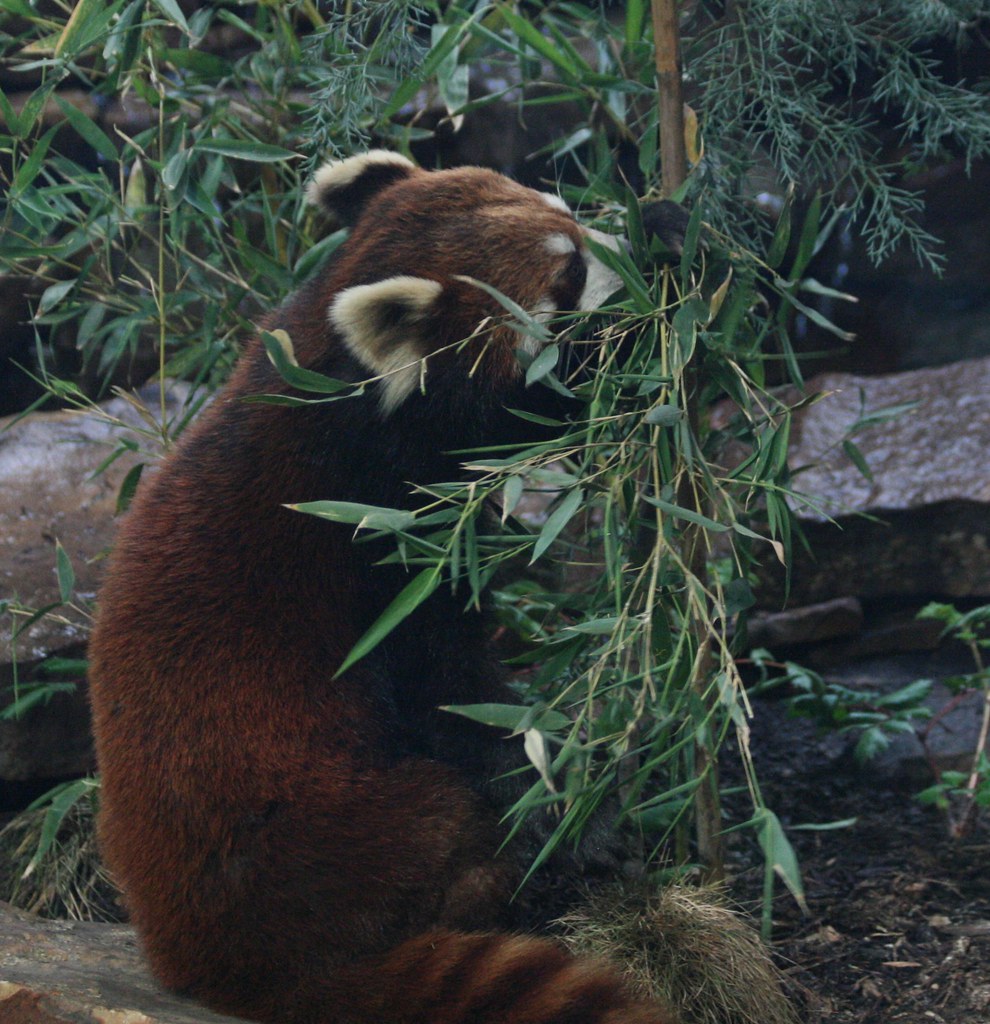 St. Helen's !st Grade Zoo Field Trip 2009 028 fsemmons Flickr