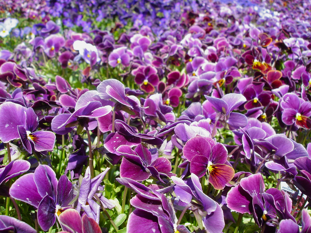 Pansies Garden centre outside St. Catharines The Bees Flickr