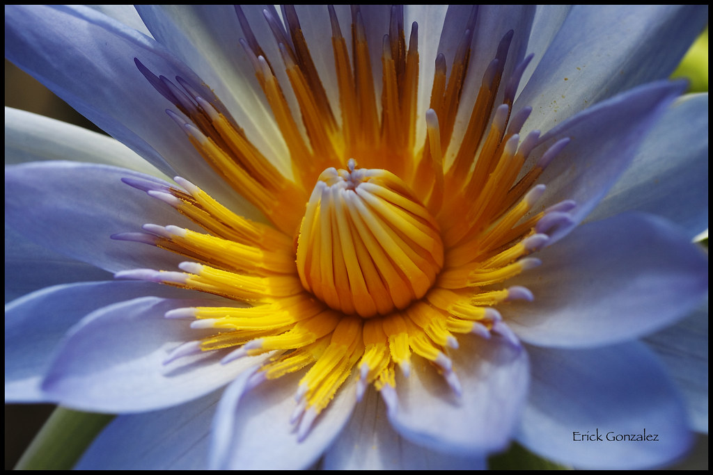 waterlilly water lilly photographed at San Francisco's gol… Flickr