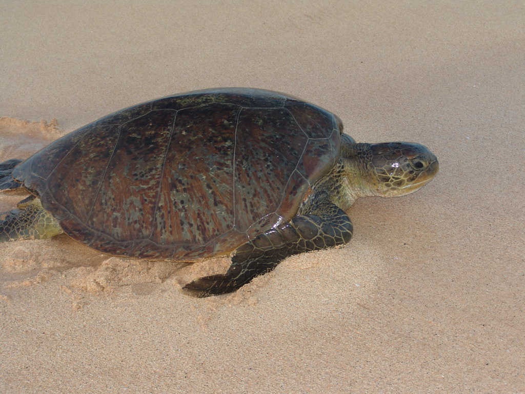 Green Turtle Female Green Turtle returning to sea after