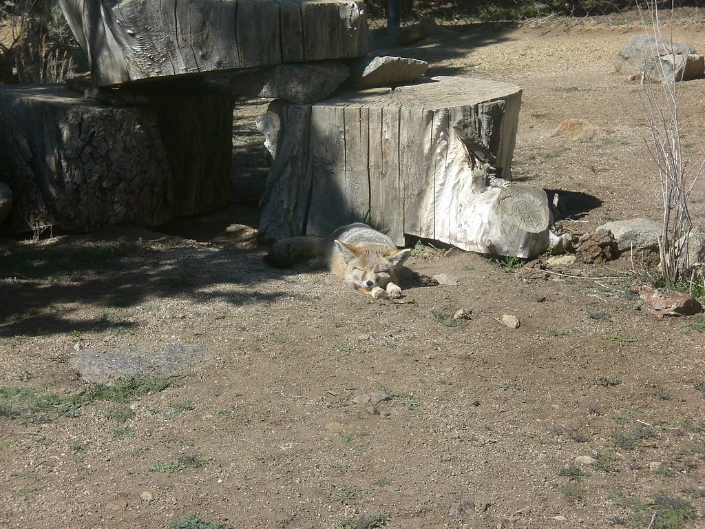 Animal Ark, Reno Grey Fox Animal Ark, Reno Joel Riley Flickr