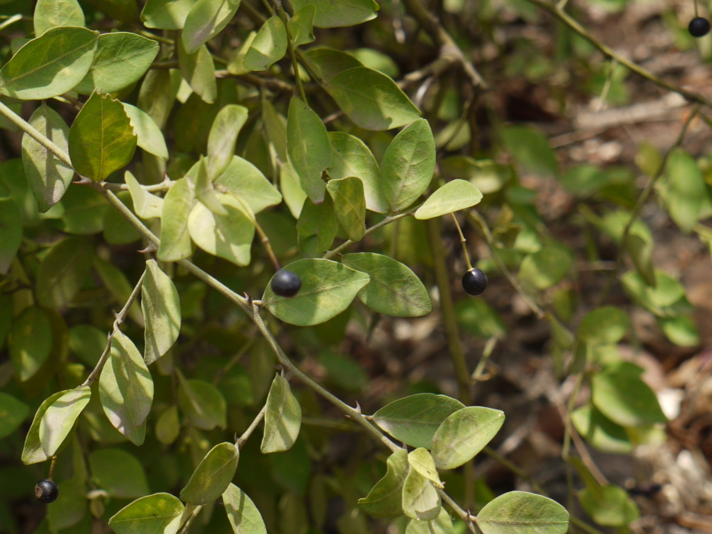 Nalla puyyi (Telugu నల్ల పుయ్యి) Capparaceae (caper famil… Flickr